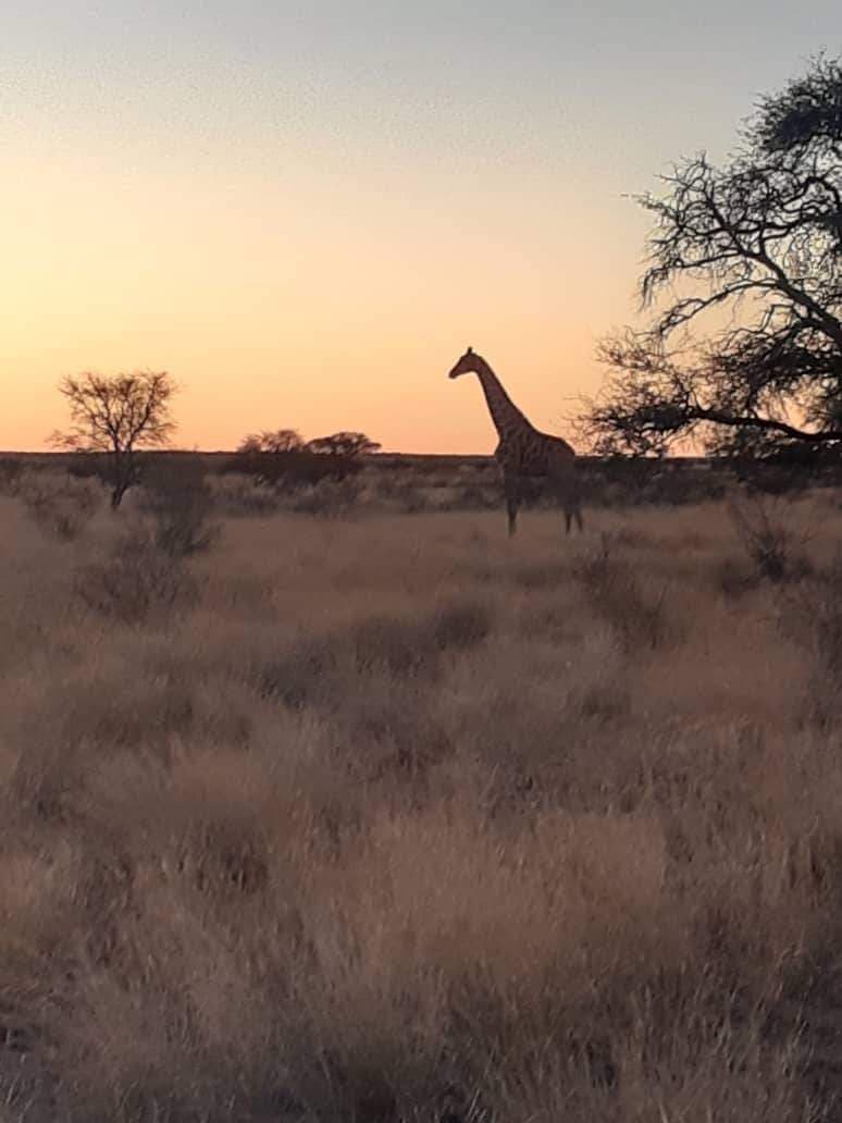 Aerial of vast Kalahari plain stretching to the horizon