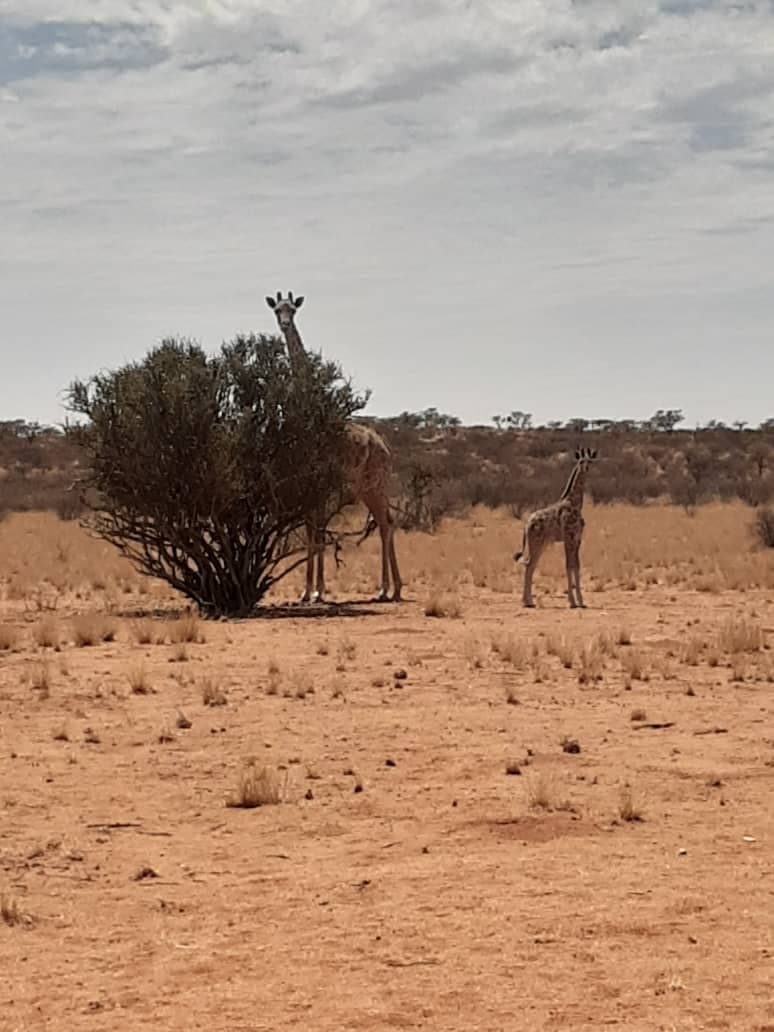 Lone giraffe silhouette against a pastel Kalahari sunset
